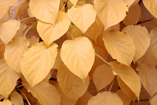 istock Colorful autumn leaves 523499604