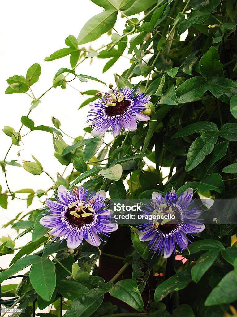 Purple Haze Passifloras Three Purple Haze Passiflora flower, an evergreen tendril climbing vine. Amethyst Stock Photo