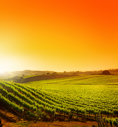 An epic composite of sunrise over a pristine California vineyard.