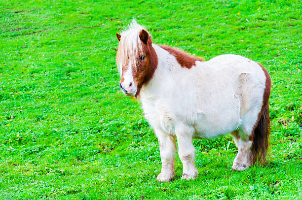 istock White chestnut pony horse in green grass field 523512671