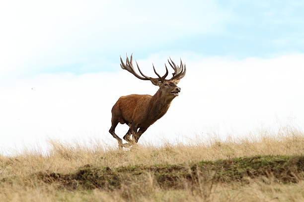 macho selvagem red deer running - red deer animal mammal wildlife imagens e fotografias de stock