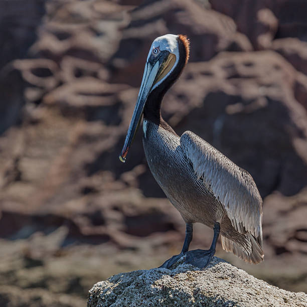 Brown Pelican, Pelecanus occidentalis, Baja California, Mexico A  brown pelican stock pictures, royalty-free photos & images