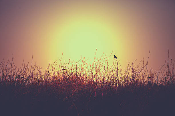 Blackbird Singing At Dusk or Dawn on Bare Branches