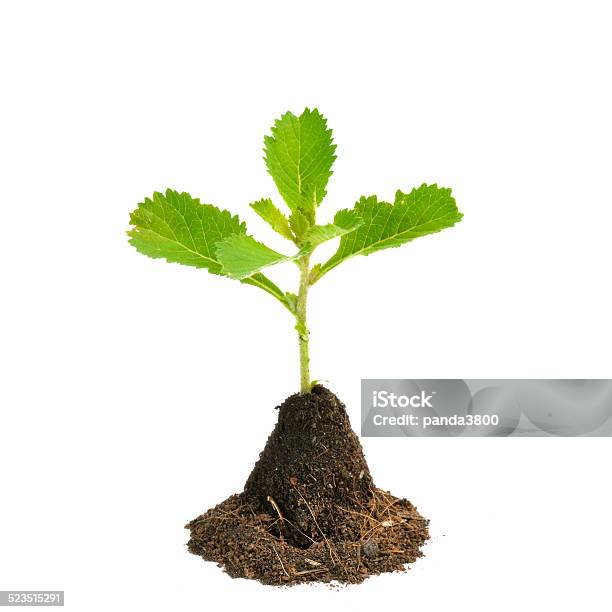 Young Green Plant Isolated On White Background Stock Photo - Download Image Now - Agriculture, Botany, Brown