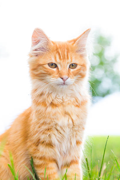 istock Proud kitten sits in the garden 523515499