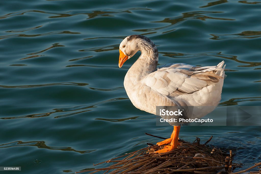 Duck duck white and gray Animal Body Part Stock Photo