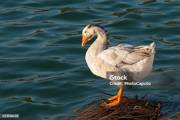 Duck Stock Photo - Download Image Now - Animal Body Part, Ayaan Hirsi Ali, Beak