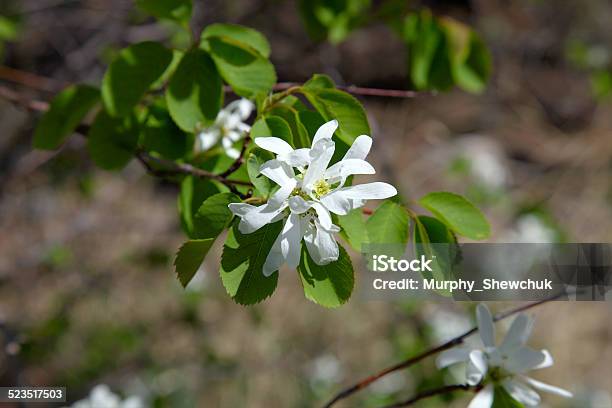 Saskatoon Berry Blossoms In Spring Stock Photo - Download Image Now
