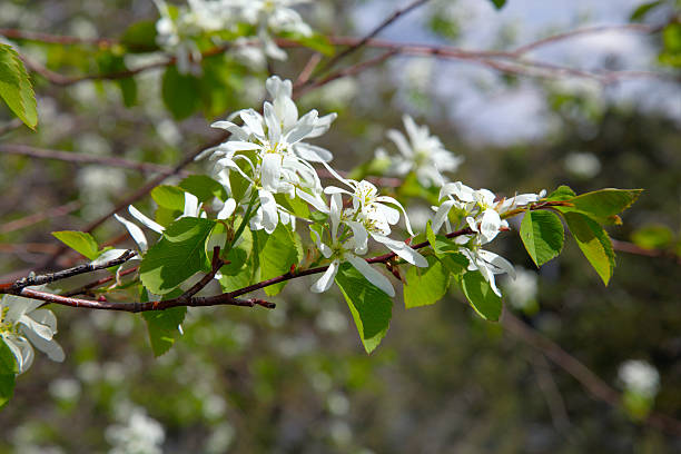 Saskatoon berry (Amelanchier alnifolia) blossoms in spring. stock photo