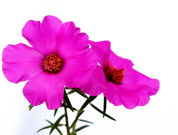 istock red flower with clipping path isolated on white background 523535381