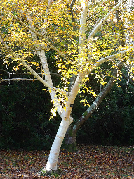 Silver birch tree, white bark (Betula utilis jacquemontii), autumn / fall Photo showing a particularly beautiful and elegant specimen silver birch tree growing in an open field within a public park / parkland, with green meadow grass.  This particular variety of birch is known for its bright white bark - Latin name: Betula utilis var. jacquemontii.    The tree is pictured on a sunny day in the fall, with its delicate branch structure and fine twigs revealed as the yellow autumn leaves start to drop. betula utilis stock pictures, royalty-free photos & images