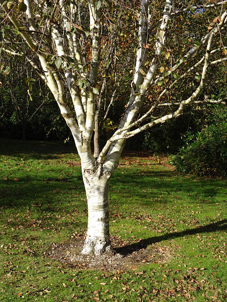 Silver birch tree, white bark (Betula utilis jacquemontii), autumn / fall Photo showing a particularly beautiful and elegant specimen silver birch tree growing in an open field within a public park / parkland, with green meadow grass.  This particular variety of birch is known for its bright white bark - Latin name: Betula utilis var. jacquemontii.    The tree is pictured on a sunny day in the fall, with its delicate branch structure and fine twigs revealed as the yellow autumn leaves start to drop. betula utilis stock pictures, royalty-free photos & images