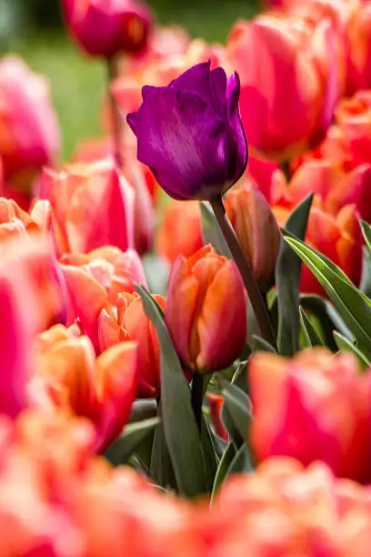 Beautiful colorful tulips at a green garden of Istanbul,Turkey at spring time