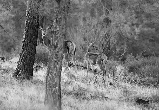 istock Wildlife in the pine forest 523537925