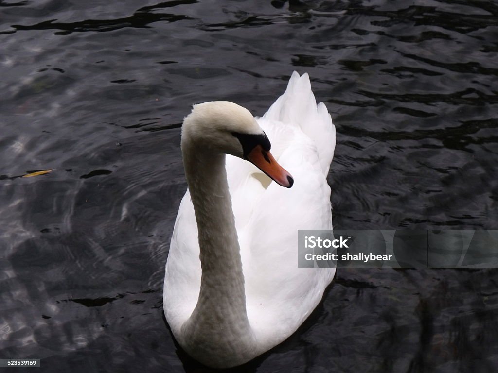 Swan on lake Animal Wildlife Stock Photo
