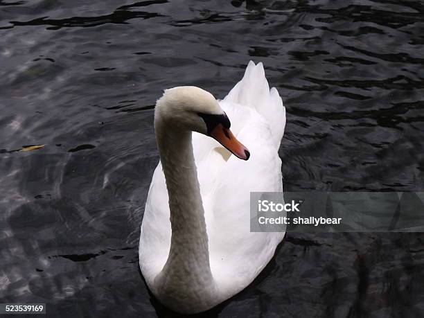Swan On Lake Stock Photo - Download Image Now - Animal Wildlife, Animals In The Wild, Bird