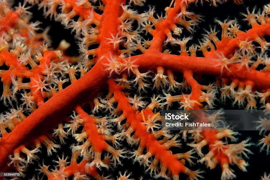 Coral Polyps Extend A Gorgonian opens its polyps to feed on plankton Coral - Cnidarian Stock Photo