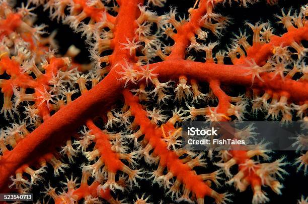 Coral Polyps Extend Stock Photo - Download Image Now - Coral - Cnidarian, Extreme Close-Up, Horizontal