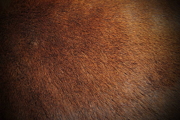 istock texture of zebu pelt 523541003