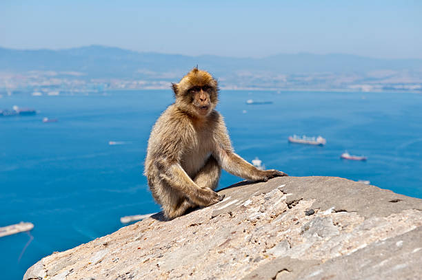 istock Famous Gibraltar Barbary Ape sitting on rock 523541033
