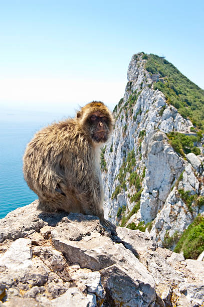 istock Famous Gibraltar Barbary Ape sitting on rock 523541035