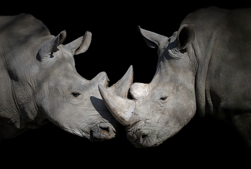 close-up of two white rhinoceros (ceratotherium simum) on black background.