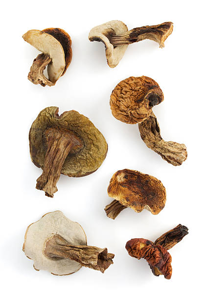 istock dried mushrooms on white 523541551
