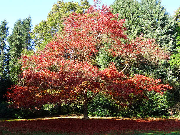 american red oak tree image, automne, feuilles d'automne (quercus rubra) - nature sunlight tree illuminated photos et images de collection