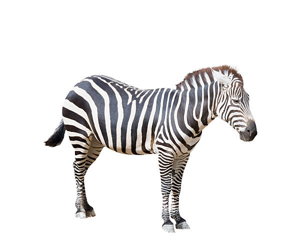 istock Adult Zebra on White 523542879