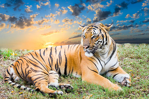 istock Adult Tiger at Dawn 523542881