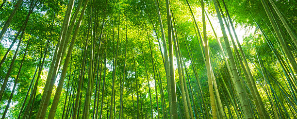foresta di bambù, kyoto, giappone - vibrant color horizontal japan branch foto e immagini stock
