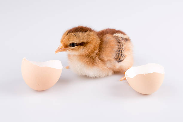 istock Cute little chicken coming out of a white egg isolated 523559811