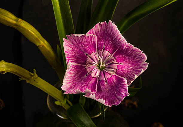 Tiny Star Flower stock photo