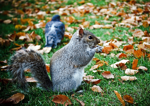 Squirrel standing and eating a nut in Hyde Park