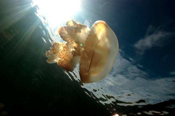 istock Jellyfish Lake Sunbeams 523560481