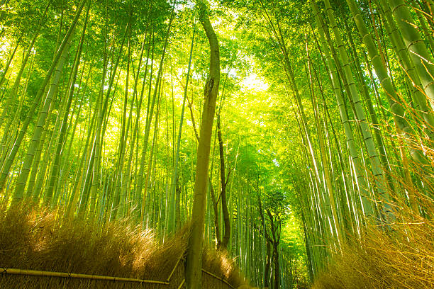 istock Bamboo Forest, Kyoto, Japan 523560513
