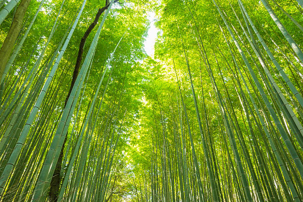 istock Bamboo Forest, Kyoto, Japan 523560519