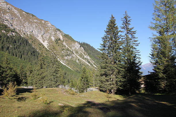 istock Forest Spruce and Larch Trees in the Alpine Mountains, Tyrol 523561115