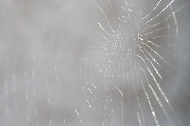 istock Closeup of a spider web 523561667