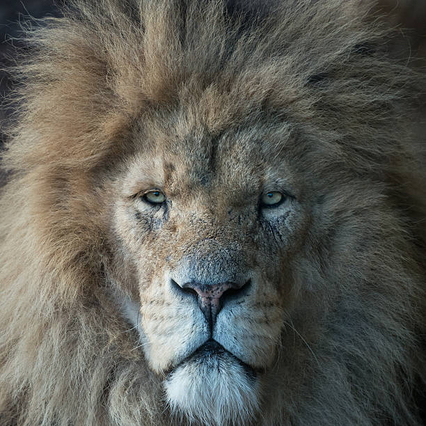 Male lion rests in the african savanna, exuding power and strength with its golden mane. The majestic wild animal gazes serenely away, showcasing its beauty in nature