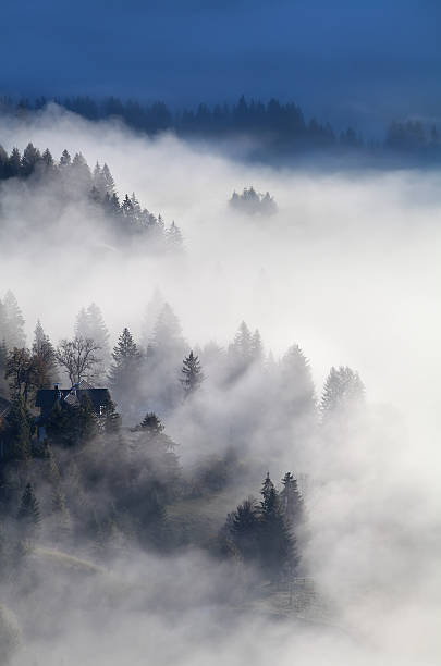 istock alpine forest and meadows in sunrise fog 523564063