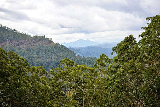istock Sri Lanka natural scenery 523564065