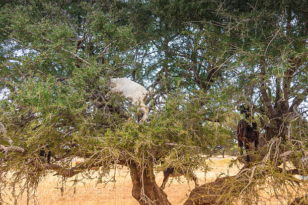 istock Morrocan goats in the field 523564935