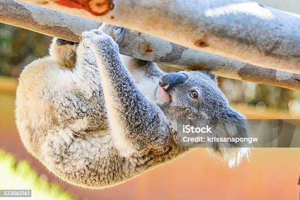 Koala Upside Down Stock Photo - Download Image Now - Animal, Animal Hair, Animal Nose