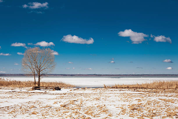 árbol solitario en la costa del lago - plescheevo fotografías e imágenes de stock