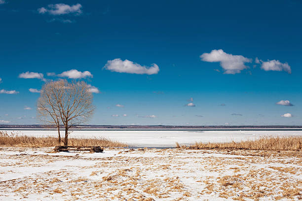 solitary árvore na margem do lago - plescheevo - fotografias e filmes do acervo