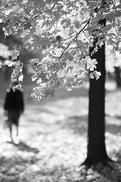 istock people walking in the autumn park 523577129