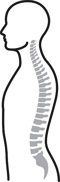 illustrazioni stock, clip art, cartoni animati e icone di tendenza di colonna vertebrale - human vertebra