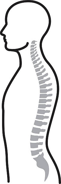 spine (kręgosłup) - human vertebra obrazy stock illustrations
