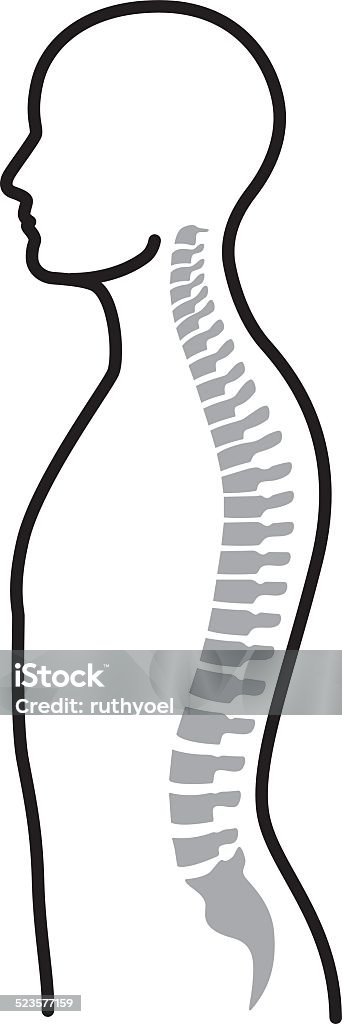Spine Line art illustration of a human spine. Spine - Body Part stock vector